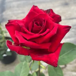 YouGarden Adam's Rose, Established Plant in 3-4L Pot, Ready to Plant Bush Rose for Pots, Beds, or Borders, Deep Red Hybrid Tea Flo