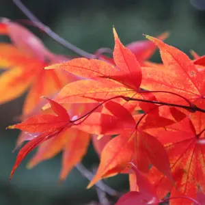 Osakazuki Japanese Maple Shrub Plant Acer Palmatum 12L Pot 1.0m Grafted