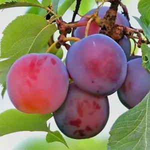 Lincolnshire Fruits Gypsy - Cherry Plum 12 Litre Bareroot