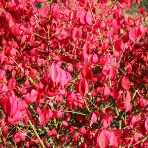 Compactus Winged Spindle Fire Bush Shrub Plant Euonymus 12L Pot 50cm - 80cm