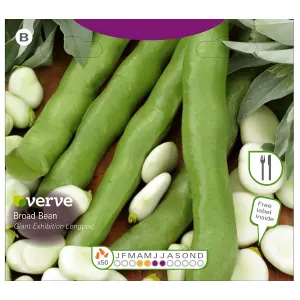 Verve Giant exhibition longpod broad bean Vegetable Seeds