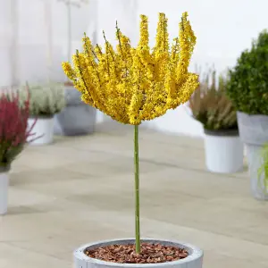 Forsythia Nimbus Patio Tree - Stunning Variety, Ideal for UK Gardens, Compact Size (2-3ft)