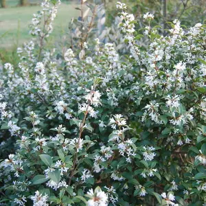 Osmanthus Burkwoodii Garden Shrub - Fragrant White Flowers, Compact Size, Hardy (15-30cm Height Including Pot)