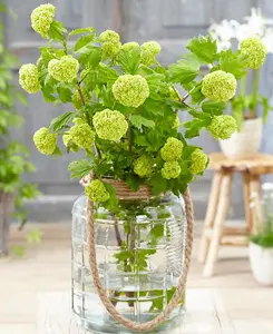 Viburnum opulus Roseum - Snowball tree - supplied in 9cm pot