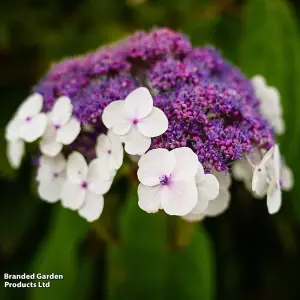 Hydrangea Aspera Macrophylla 3.6 Litre Potted Plant x 1