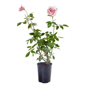 Climbing Rose New Dawn 3L - 4L Pot