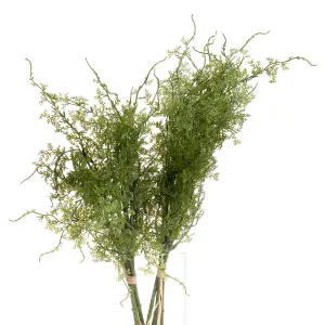 UK Homeliving Asparagus Fern Bunch