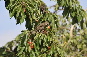 50 Bird Cherry Trees,Flowering &  Berries, 40-60cm Prunus Padus,Birds Love Them 3FATPIGS