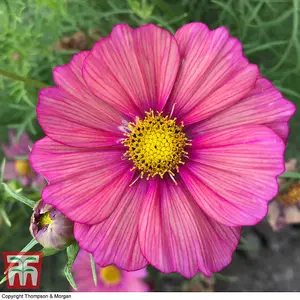 Cosmos bipinnatus Xsenia 1 Packet (25 Seeds)