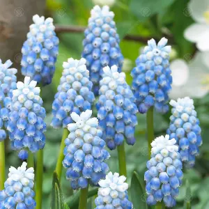 Muscari Peppermint Flowering Bulbs (100 Pack)