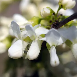 Cercis Chinensis Shirobana - Unique White Version Of The Chinese Redbud 1 X 9cm Pot