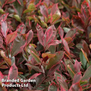 Hardy Shrub - Photinia Fraseri Louise - 3 Litre Potted  Plant x 1 - stunning foliage colours