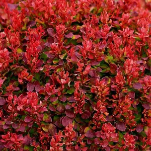 Berberis Lutin Rouge - Compact Shrub, Vibrant Red Foliage (20-30cm Height Including Pot)