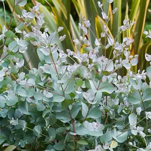 3 x Eucalyptus cinerea 'Silver Dollar' in 9cm Pot - Evergreen Shrub - Cider Gum Tree