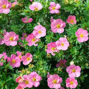 Potentilla Lovely Pink Garden Plant - Bright Pink Blooms, Compact Size (10-30cm Height Including Pot)