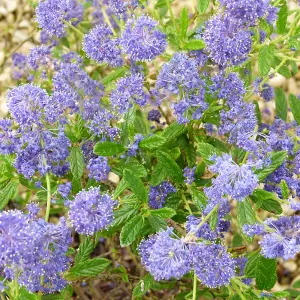 Ceanothus El Dorado - Colourful Foliage and Flowers, Evergreen, Hardy (20-30cm Height Including Pot)