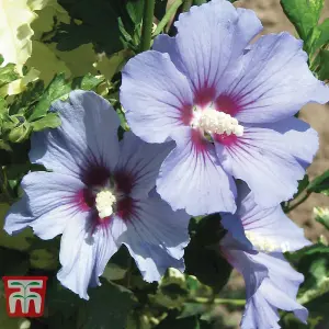 Hibiscus Syriacus Marina (O. bleu) 3.6 Litre Potted Plant x 1