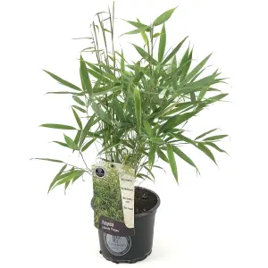 Fargesia Pingwu - Hardy Outdoor Bamboo Plant, Evergreen (20-40cm Height Including Pot)