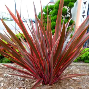 Phormium Maori Sunrise Garden Plant - Vibrant Variegated Foliage, Compact Size, Hardy (25-35cm Height Including Pot)