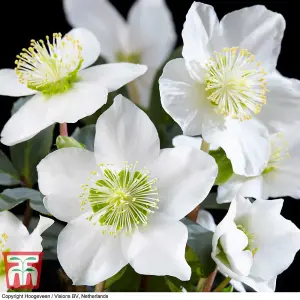 Helleborus Christmas Carol 12cm Potted  Plant x 1