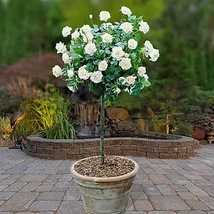 Bare Root White Standard Rose Bushes Patio Standard Rose 'White' 60-70cm