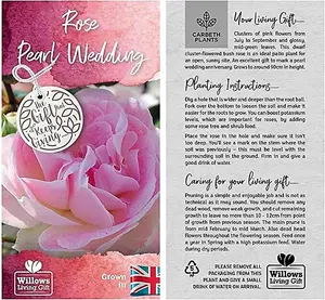 Pearl Wedding Rose Bush Gift Wrapped - 30th Wedding Anniversary Plant