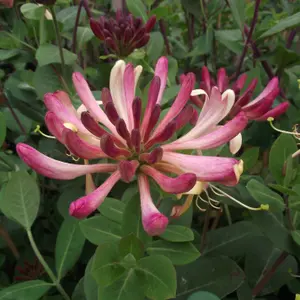 Lonicera periclymenum Rhubarb and Custard Burgundy VinePlant 60cm Cane 3L Pot