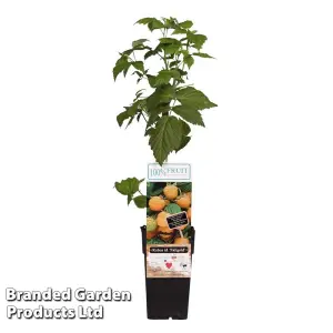 Rubus (Raspberry) idaeus Fallgold 15cm Potted Plant x 1