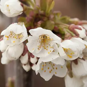 2 x Stella Cherry Trees bare root Pair of Bare Root Cherry Trees for Gardens Grow Your Own Cherry tree