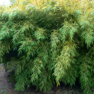 Bamboo Fargesia Rufa - Hardy Clumping Bamboo, Ideal for Privacy Screens (110-130cm)