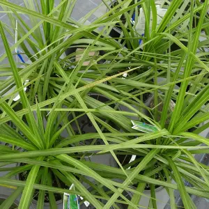 Cordyline Atlantic Green - Evergreen Shrub, Sword-Like Leaves, Hardy, White Flowers (25-35cm Height Including Pot)