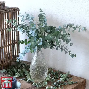 Eucalyptus Gunnii Azura 9cm Potted Plant x 6