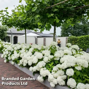 Hydrangea Strong Annabelle 3 Litre Potted Plant x 2 - Shrub - Ideal For Shade