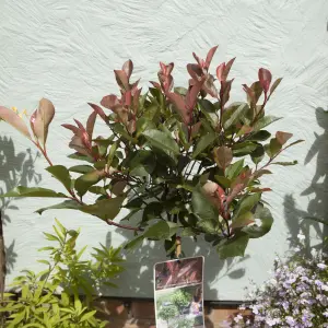 1 x Photinia 'Little Red Robin' Standard Tree in a 3L Pot 70-80cm tall Ready to Plant Out  in Pots, Containers and Gardens