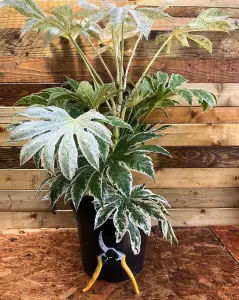 Direct Plants Fatsia Japonica Spiders web Variegated Evergreen Shrub Plant Large in a 5 Litre Pot