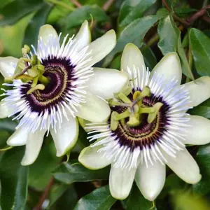 Passiflora Beauty of Hannover Garden Plant - Exotic Blooms, Compact Size (20-30cm Height Including Pot)