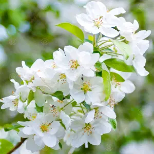 Malus Evereste Tree - Crab Apple Tree, White Spring Blossoms, Low Maintenance (5-6ft)