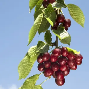 Dwarf Patio Sunburst Cherry Tree, In a 5L Pot, Miniature & Self-Fertile