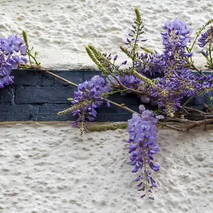 1 x Chinese Wisteria Sinensis Prolific in 2L Pot - Scented Climbing Shrub - Blue Violet Flowers - Ideal for Walls and Trellises