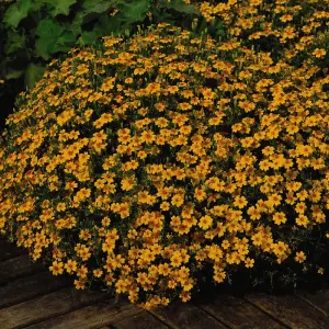 Tagetes Golden Gem 1 Seed Packet