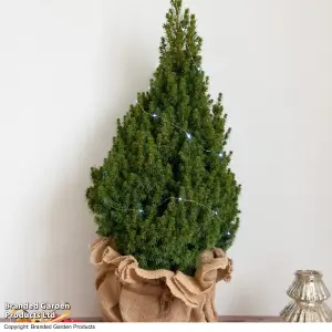 Doorstep Christmas Tree - Picea perfecta 5 Litre Pot x 1