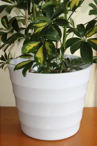 Quality White Rigid Plastic Plant Pot Cover -Contempory Ridged Design- Ideal to Sit House Plants In-