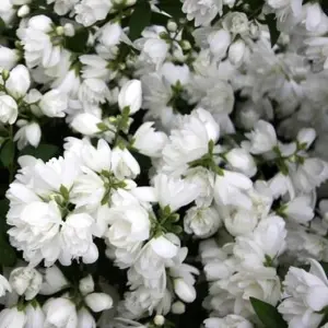 Philadelphus Snowbelle Garden Shrub - Fragrant White Flowers, Deciduous, Compact Size, Hardy (15-30cm Height Including Pot)