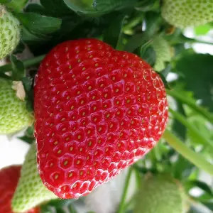 Strawberry Elsanta Fruit Bush Fragaria Fruiting Berry Shrub Plant 5 x Bare Root