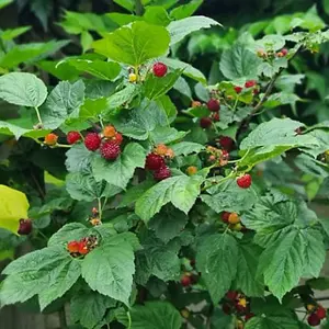 Rubus (Raspberry Tree) Hararasp 5 Litre Potted Plant x 1 -  Grow Your Own Fruit