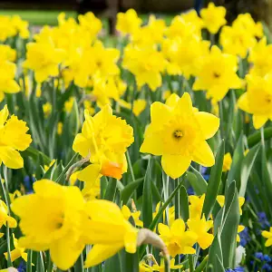 Narcissus Daffodil Bulbs Big Buy Value Pack, 40 Bulbs, Bee Friendly, Easy Planting, Perfect Spring Flowers, Eco-Friendly Packaging