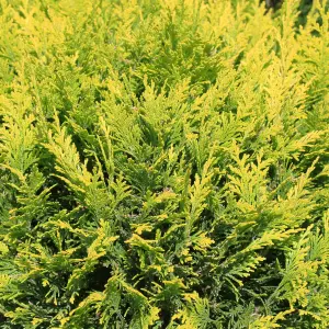 100 Golden Leylandii Evergreen Hedging Plant 40-60cm in 9cm Pot / Cupressocyparis leylandii 'Castlewellan Gold' 3FATPIGS