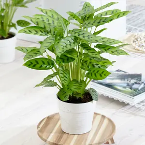 Calathea Leopardina - Exotic Foliage, Indoor Houseplant (12cm, 30-40cm)