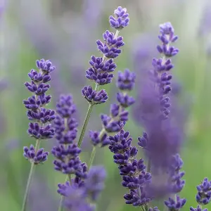 Lavender Munstead (25-35cm Height Including Pot) Garden Plant - Compact Perennial, Fragrant Purple Blooms