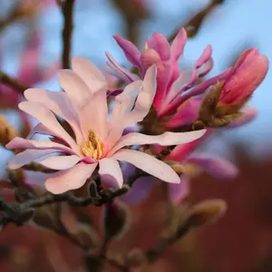 Magnolia 'Leonard Messel' in 9cm Pot - Rare Spring Flowering Shrub